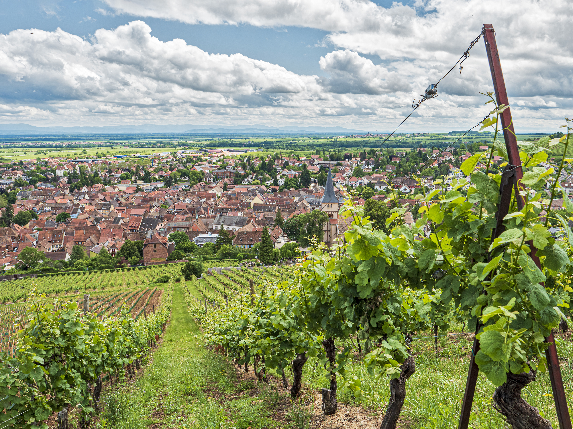 Vins d’Alsace : l’Autorité de la concurrence sanctionne 3 organisations professionnelles pour entente