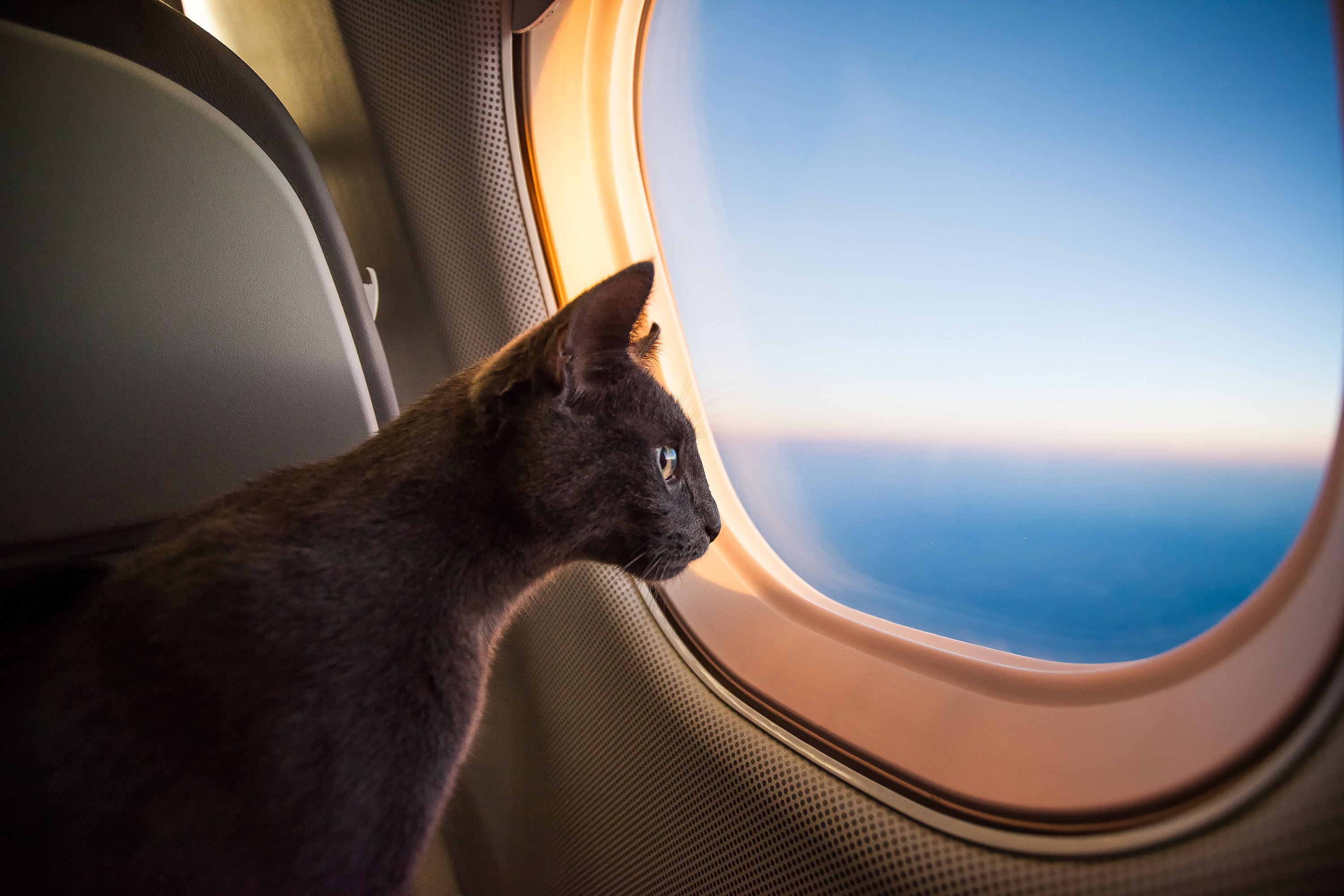 Pet travel. Кот в самолете. Путешествие с кошкой. Кот в иллюминаторе. Котенок в самолете.