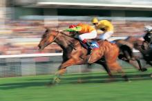 courses chevaux