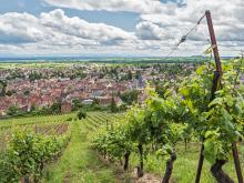 vignobles