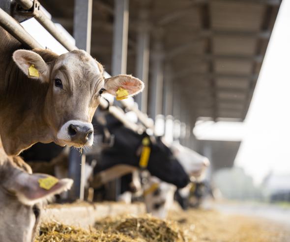 nutrition animale