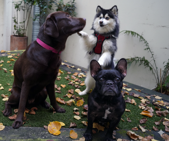 Trois chiens jouant ensemble